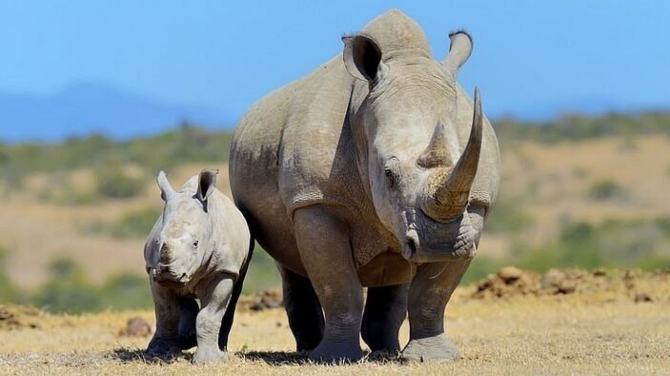 5-Day Ol-Pejeta Conservancy and Samburu National Reserve