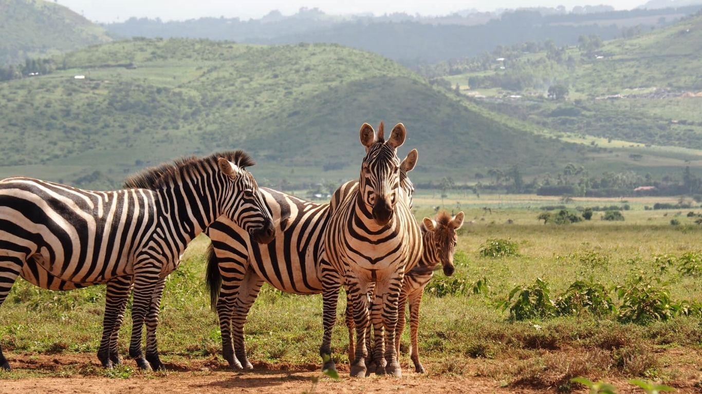 Lewa Wildlife Conservancy